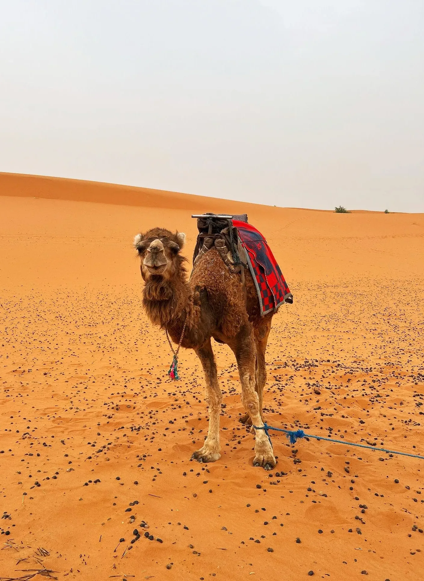 Antes de viajar a Marruecos: moneda dirham, SIM, cultura y seguridad