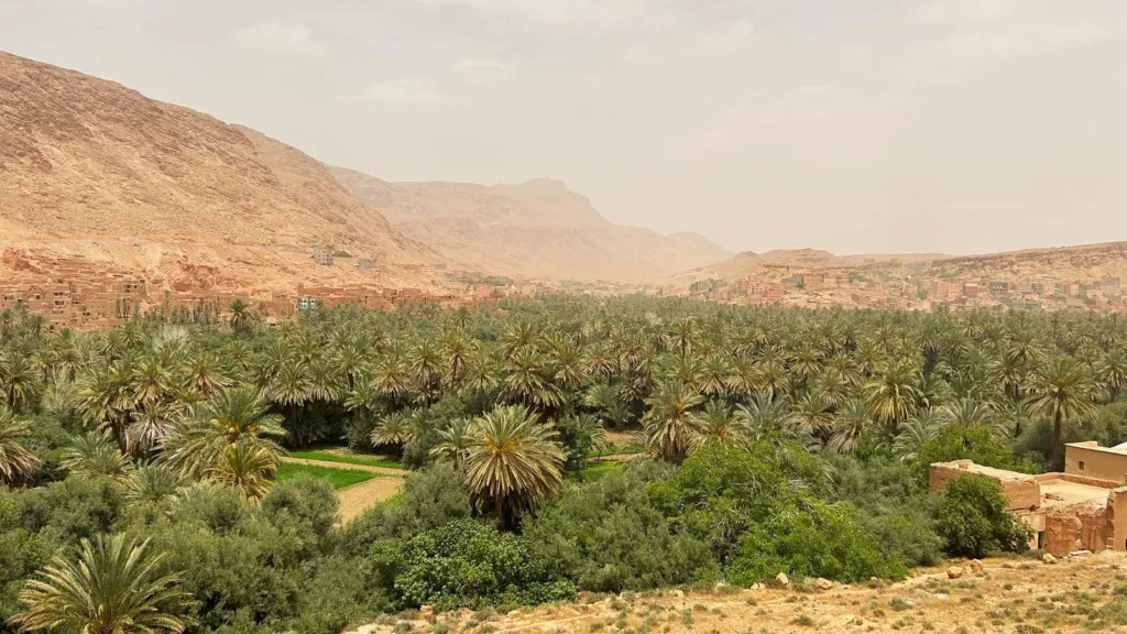 Foto de la extension del palmeral de torda en Marruecos